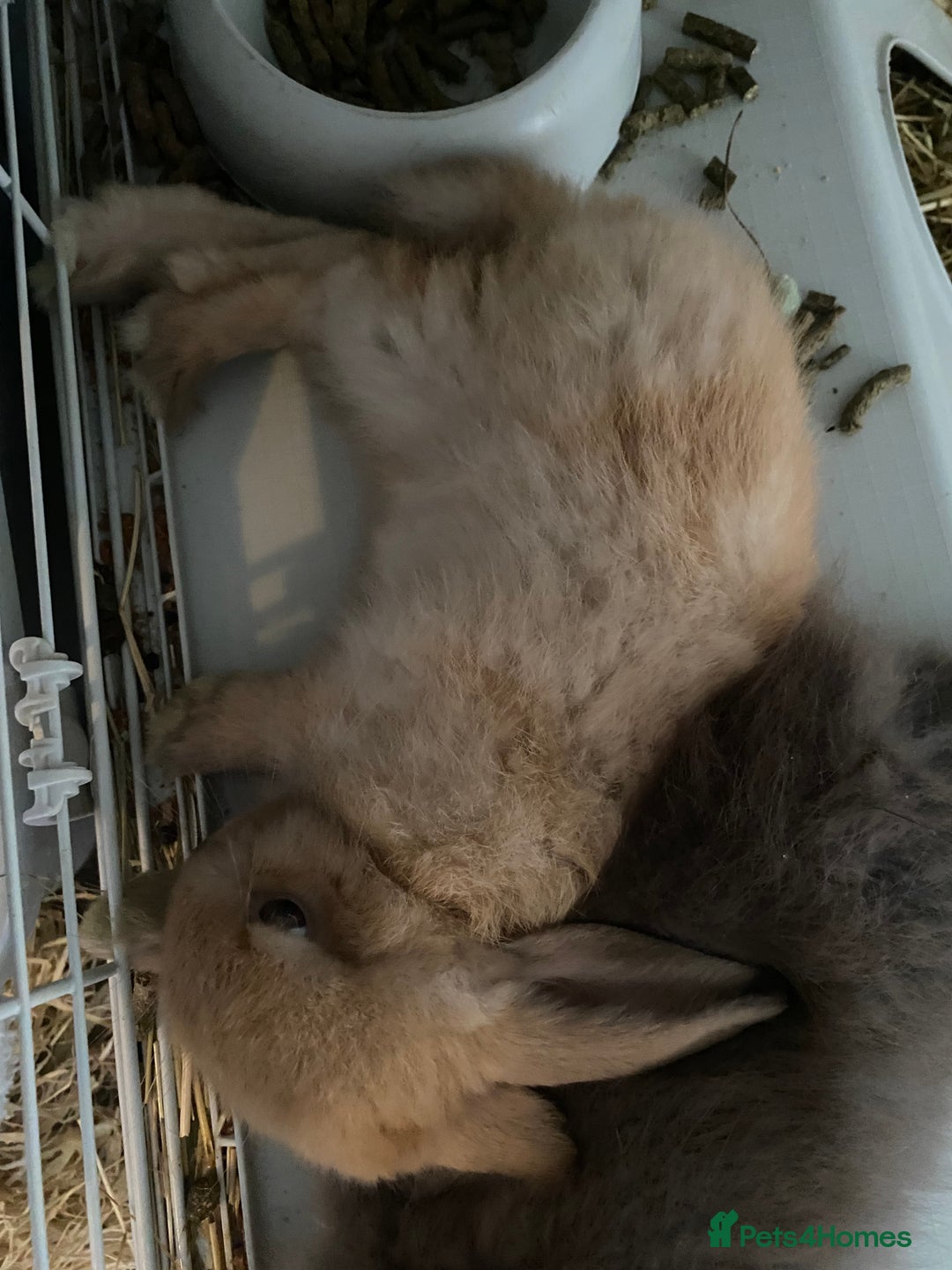 Lionhead rabbits for sale: ⭐️Stunning pure lionheads⭐️ - Image 4