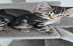 Bengal cats for sale: Bengal Mix - Advert 8