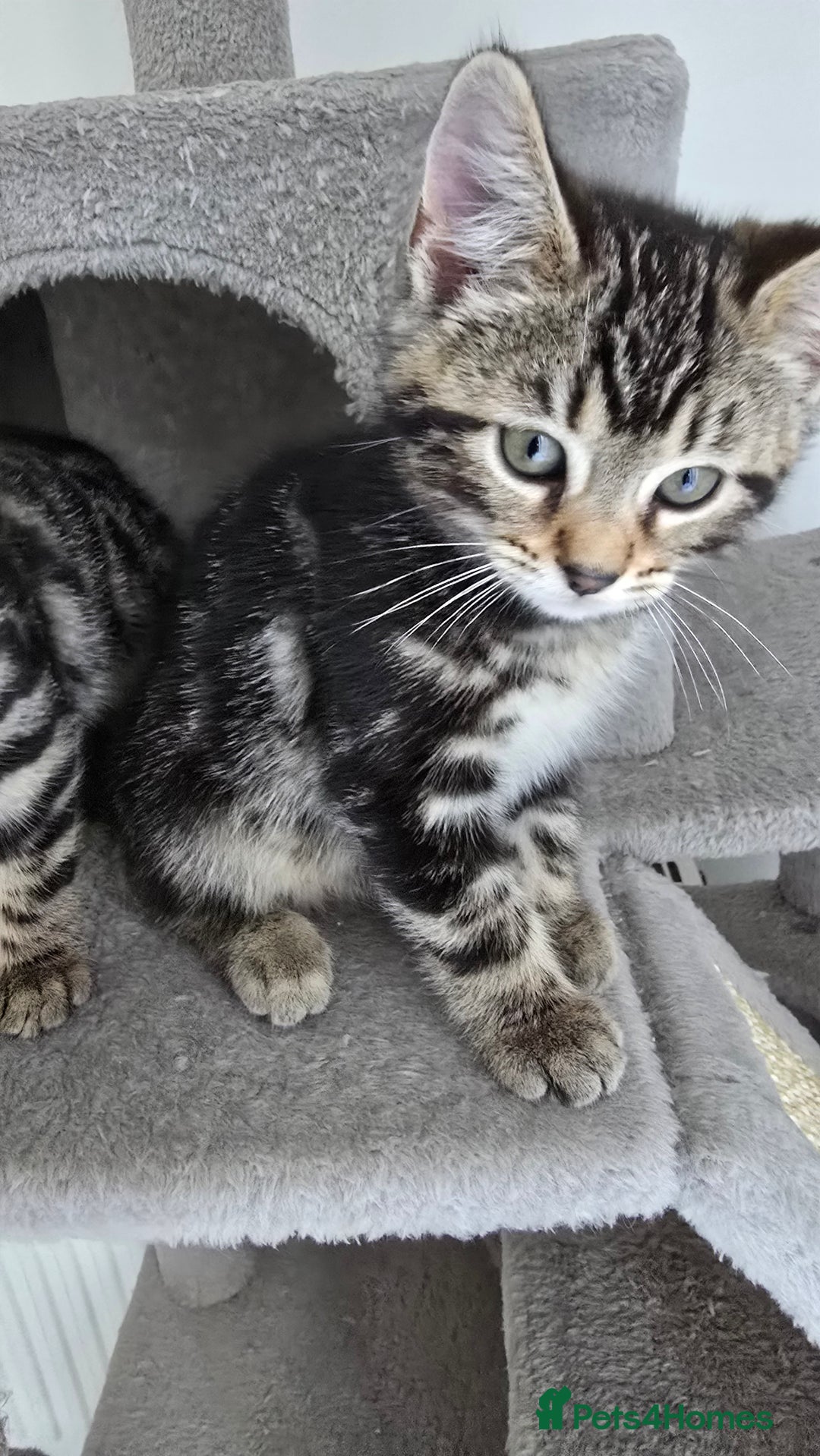 Bengal cats for sale: Bengal Mix - Advert 8