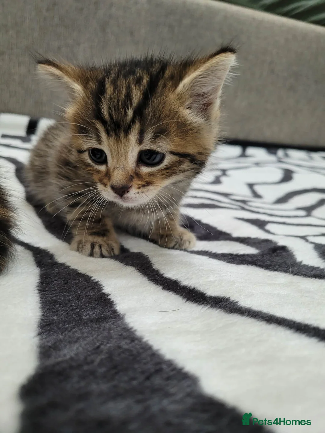 Mixed Breed cats for sale: Adorable Tabby Kittens Looking for Forever Homes - Advert 6