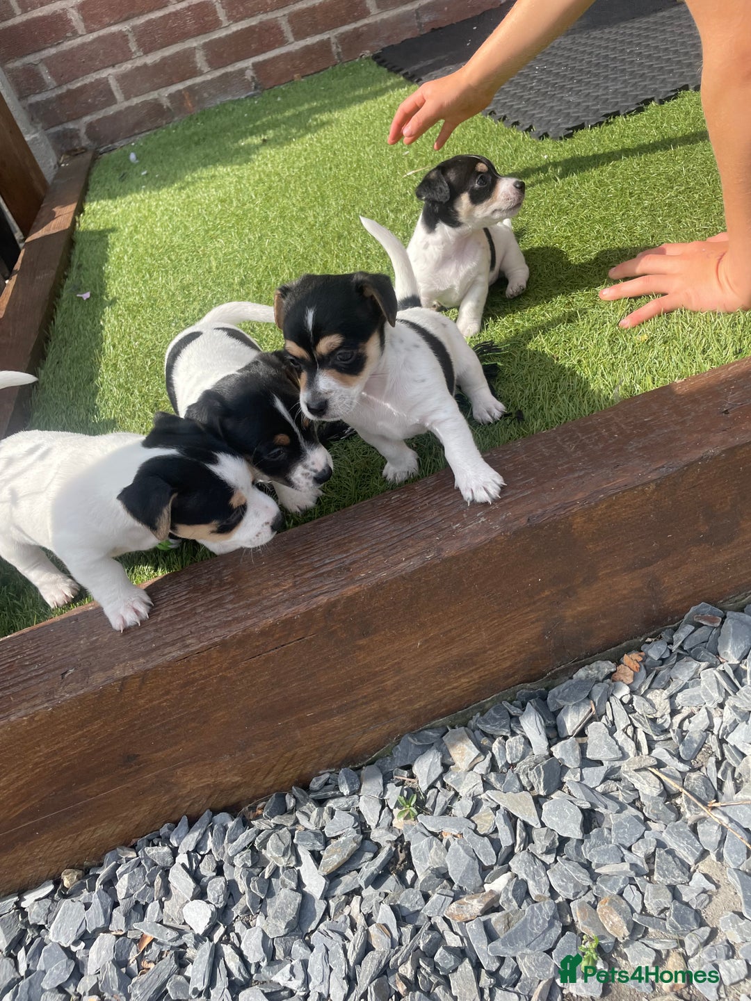 Jack Russell dogs for sale: Jack russell puppies - Image 10
