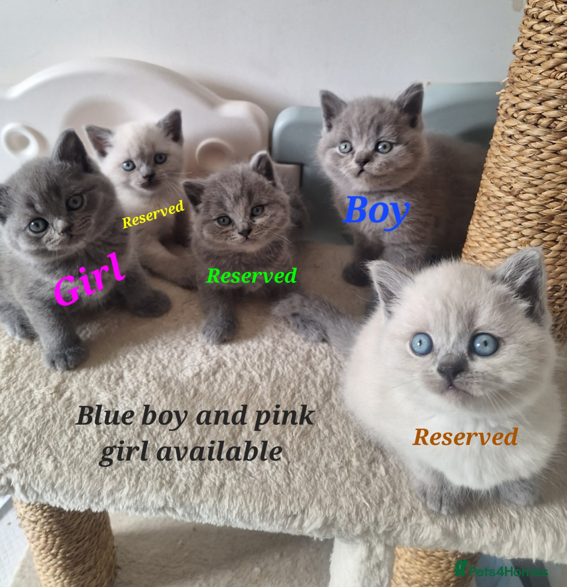 British Shorthair cats Adorable BSH kittens, Gray and white,London 2 left - Advert 16