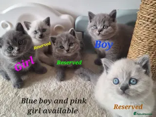 British Shorthair cats Adorable BSH kittens, Gray and white,London 2 left - Advert 16