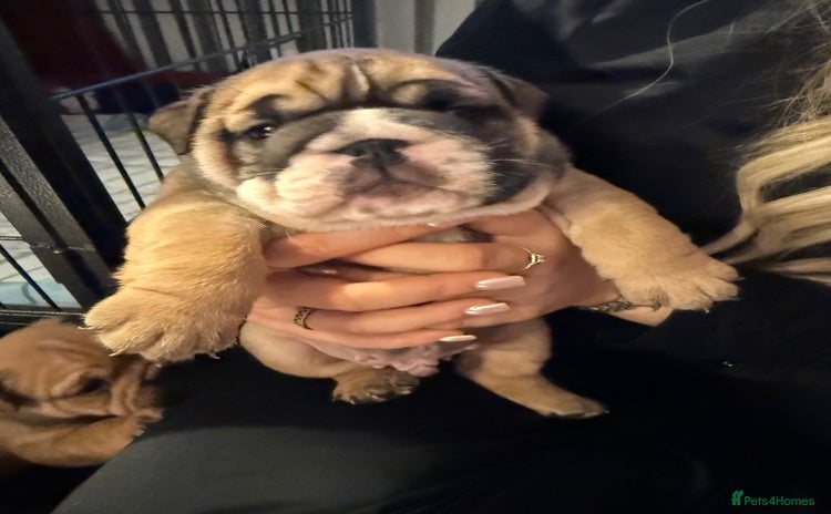 English Bulldog dogs - Advert 4