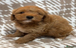 Cavapoo dogs for sale: Beautiful Fox 🦊 Red Cavapoos  - Image 13