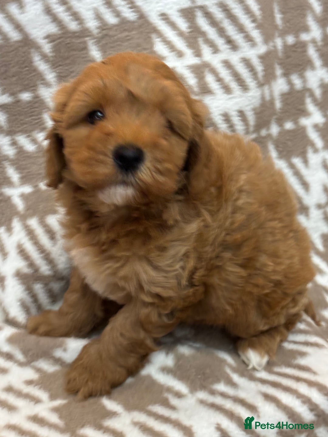 Cavapoo dogs for sale: Beautiful Fox 🦊 Red Cavapoos  - Image 13