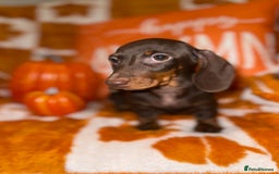 Miniature Dachshund dogs for sale: 🩷💙Stunning KC Mini Dachshund Puppies💙 - Image 6