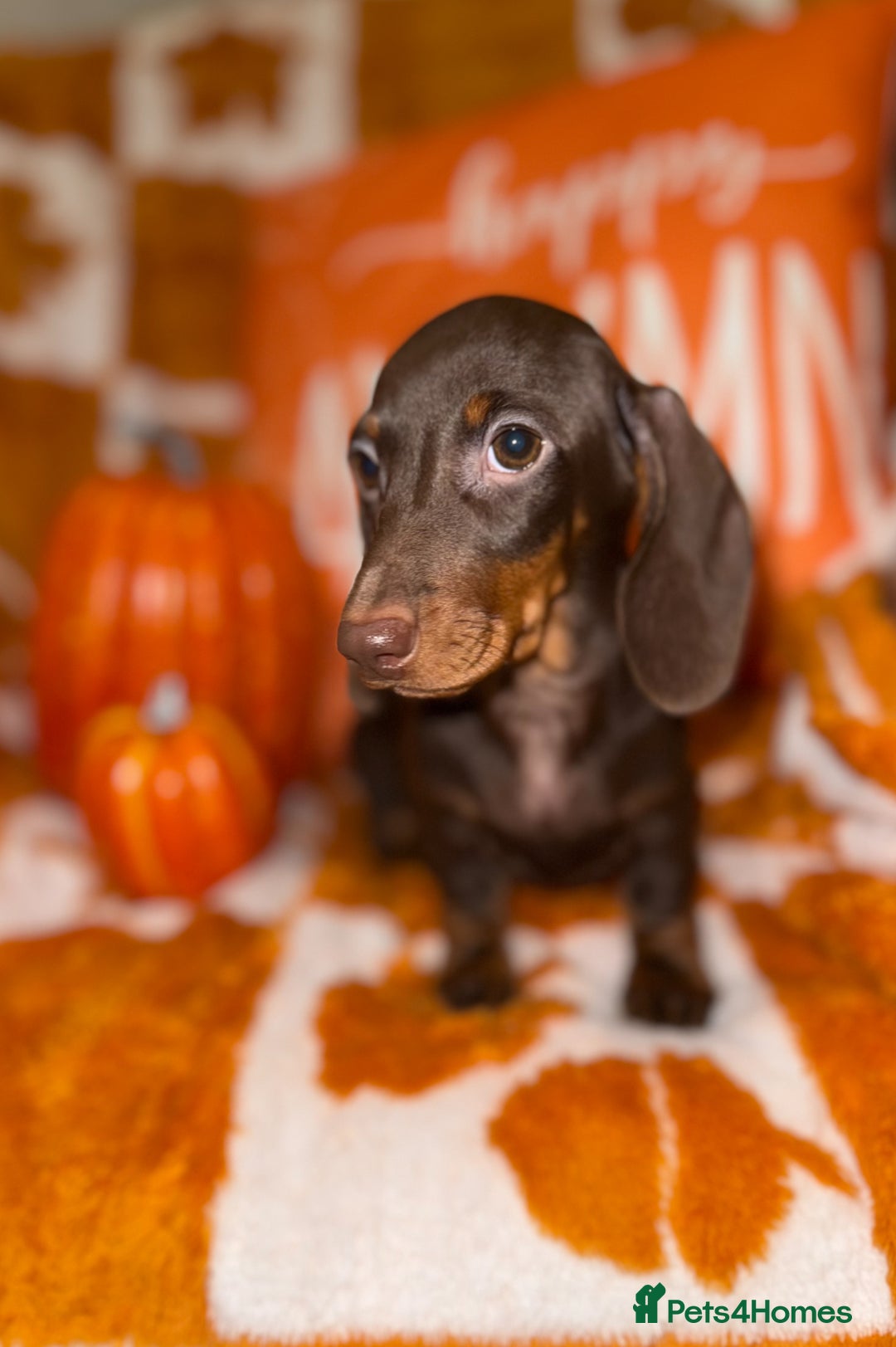 Miniature Dachshund dogs for sale: 🩷💙Stunning KC Mini Dachshund Puppies💙 - Image 6