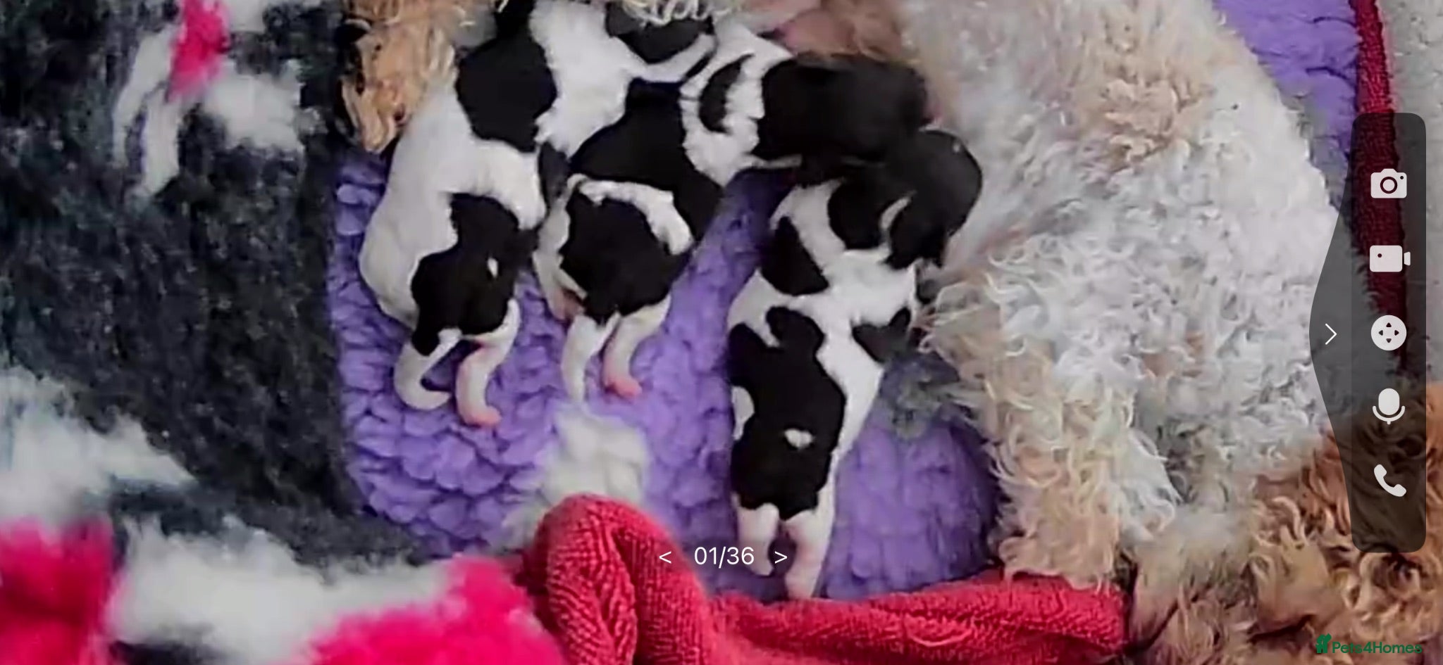 Toy Poodle dogs CHOCOLATE PARTI ASIAN TOY POODLES  - Advert 8