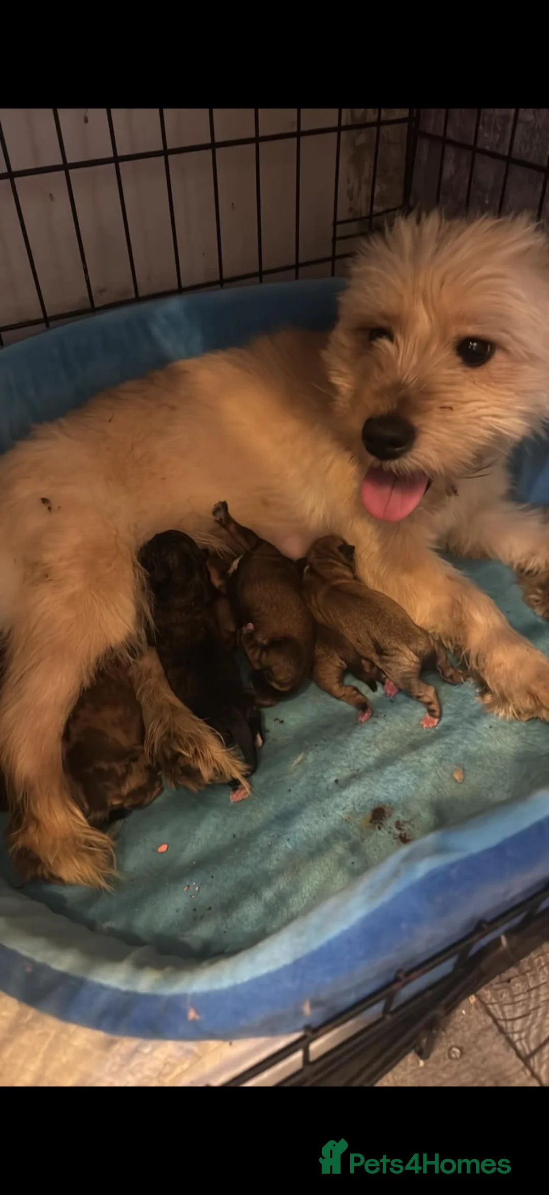 Westiepoo dogs for sale: Westipoo puppies for sale  - Advert 14