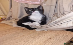 Mixed Breed cats for sale: One beautiful girl and one boy Tuxedo kittens - Advert 2