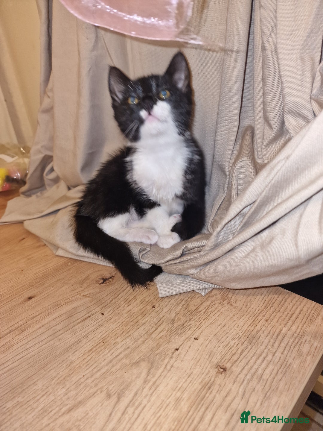 Mixed Breed cats for sale: One beautiful girl and one boy Tuxedo kittens - Advert 2