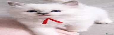 Ragdoll Kitten 2