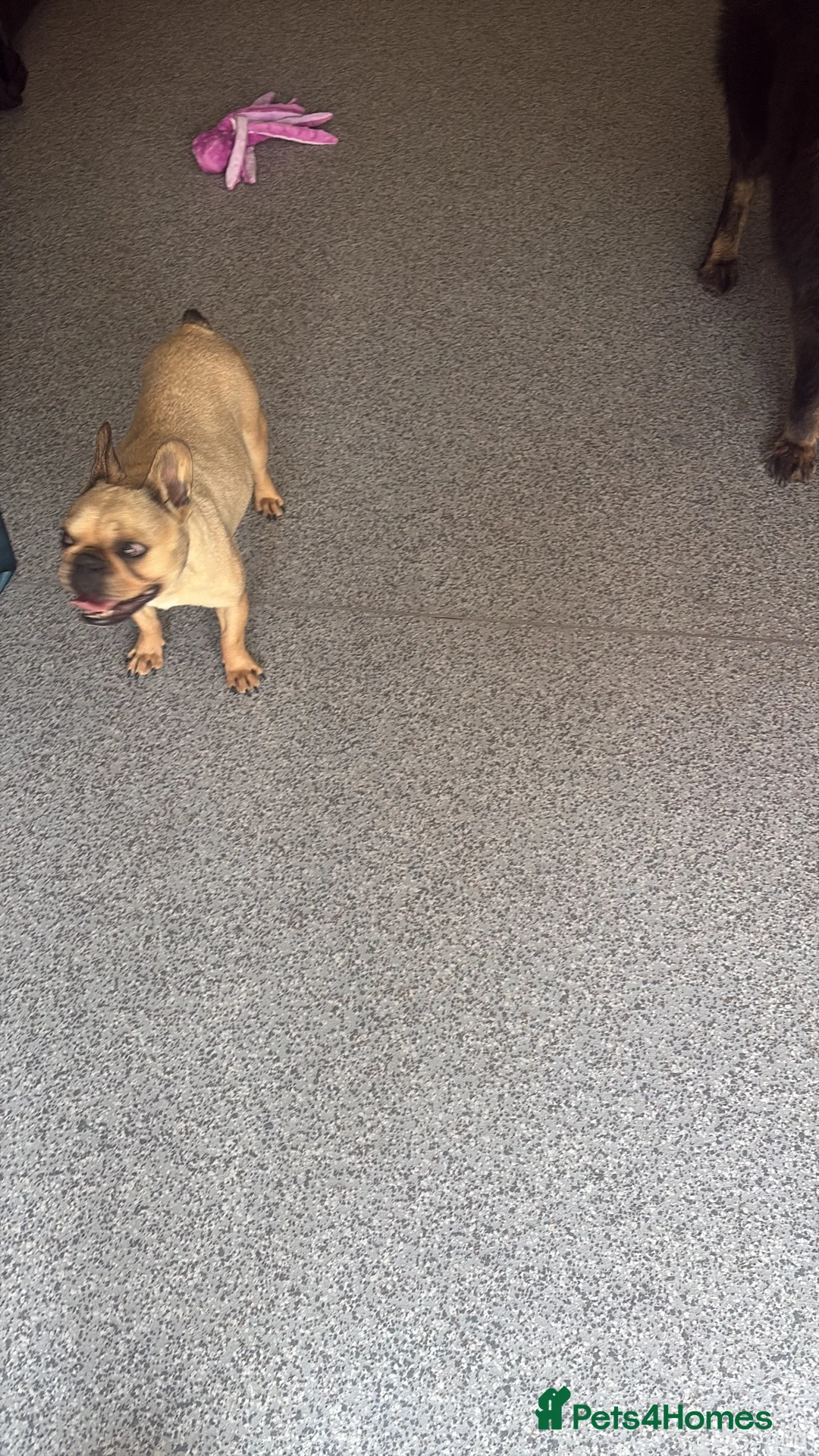 Pug dogs for sale: 2 year old pug  in London - Advert 1