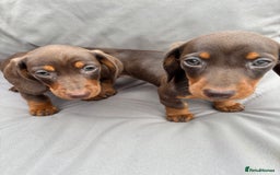 Miniature Dachshund dogs for sale: Miniature dachshunds - Image 29