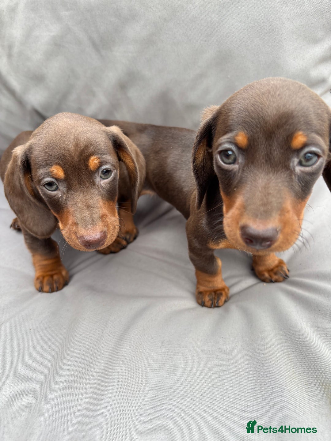 Miniature Dachshund dogs for sale: Miniature dachshunds - Image 29