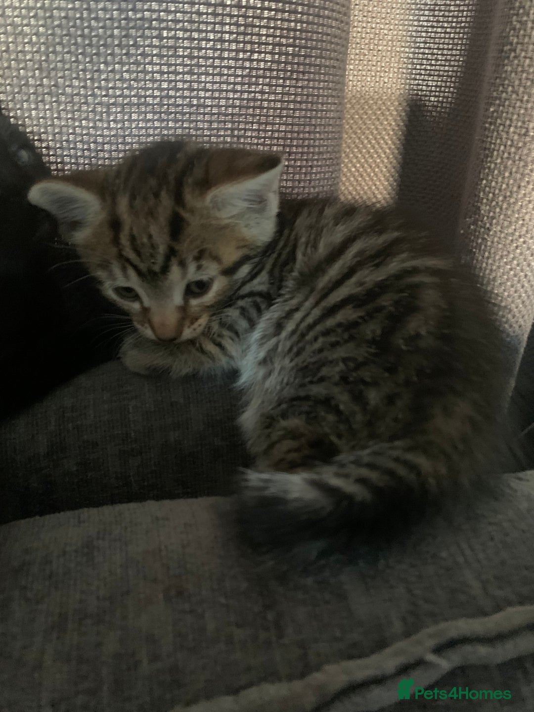 Mixed Breed cats for sale: 8 beautiful kittens for sale - Advert 12