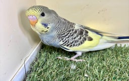 Budgerigars birds for sale: Beautiful baby budgies for sale  - Image 12