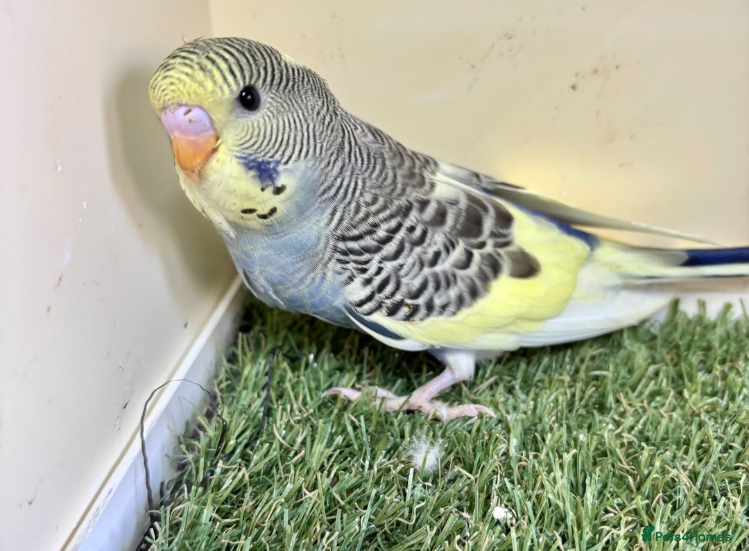 Budgerigars birds for sale: Beautiful baby budgies for sale  - Image 12