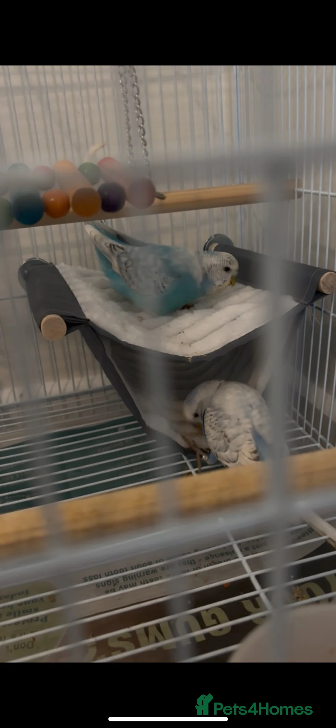 Budgerigars birds for sale: 2 mixed breed budgies to rehome in Bedford - Advert 2