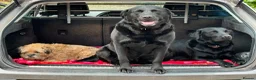 Labrador Retriever dogs for sale: Two left. Beautiful Black Labrador pups.  - Advert 23