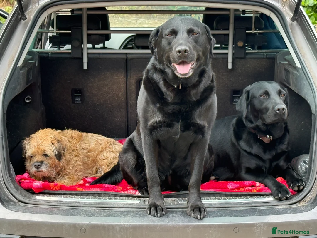 Labrador Retriever dogs for sale: Two left. Beautiful Black Labrador pups.  - Advert 23