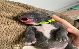 Staffordshire Bull Terrier dogs for sale: For Sale Blue Staffies/ Blue Staffordshire  - Image 18