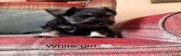 Miniature Schnauzer dogs for sale: KC registered, health tested puppies available  - Advert 13