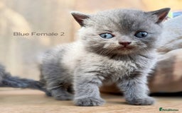 British Shorthair cats for sale: Last Lilac girl BSH 💜 Ready to go home today! - Image 3