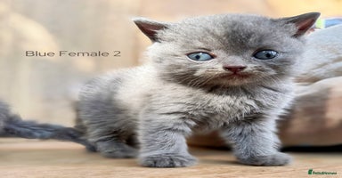 British Shorthair cats - Advert 5