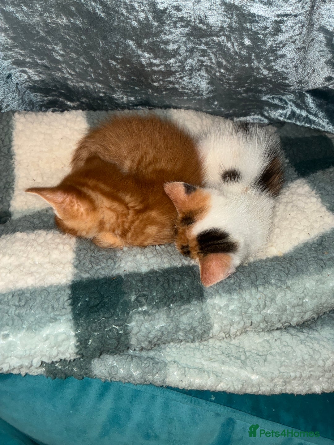 Domestic Shorthair cats for sale: Beautiful ginger & tabby kittens available 20 Dec - Advert 14