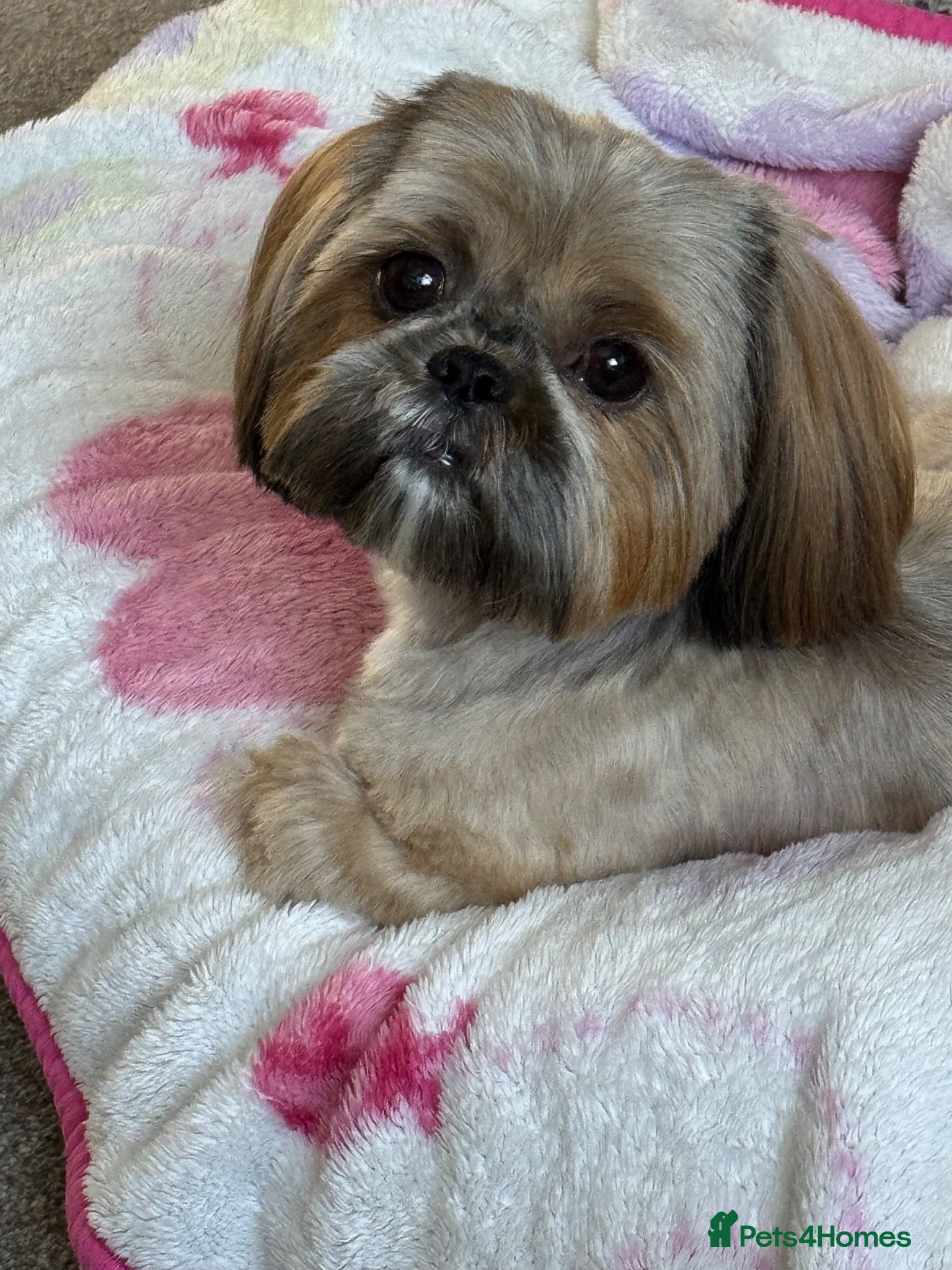 Shih Tzu dogs Kc registered Shih Tzu puppies - Advert 5