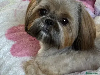Shih Tzu dogs Kc registered Shih Tzu puppies - Advert 5