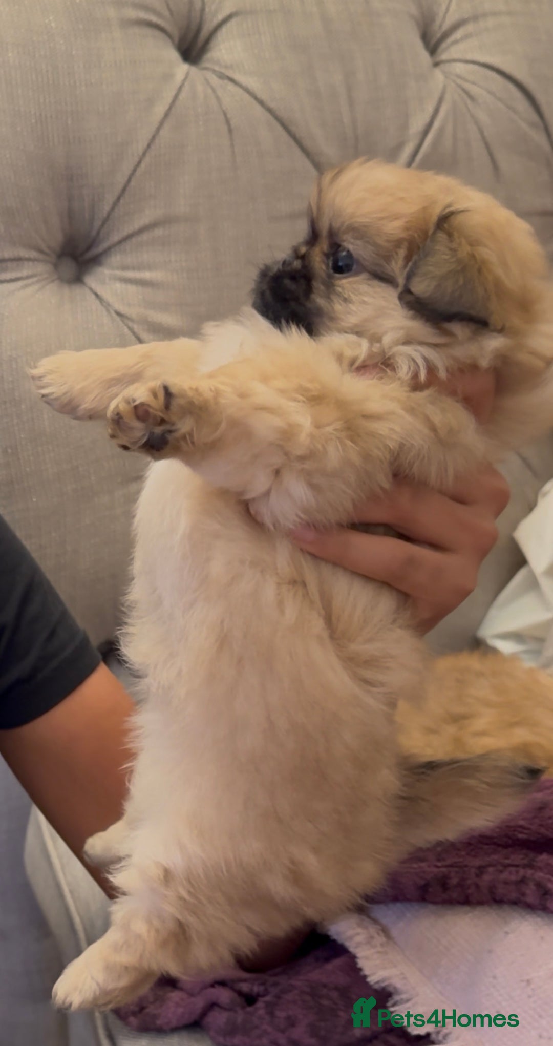 Pekingese dogs for sale: Gorgeous Pekingese puppies  - Image 12