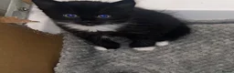 Mixed Breed cats for sale: Girl Kittens Ready for loving homes  - Advert 13
