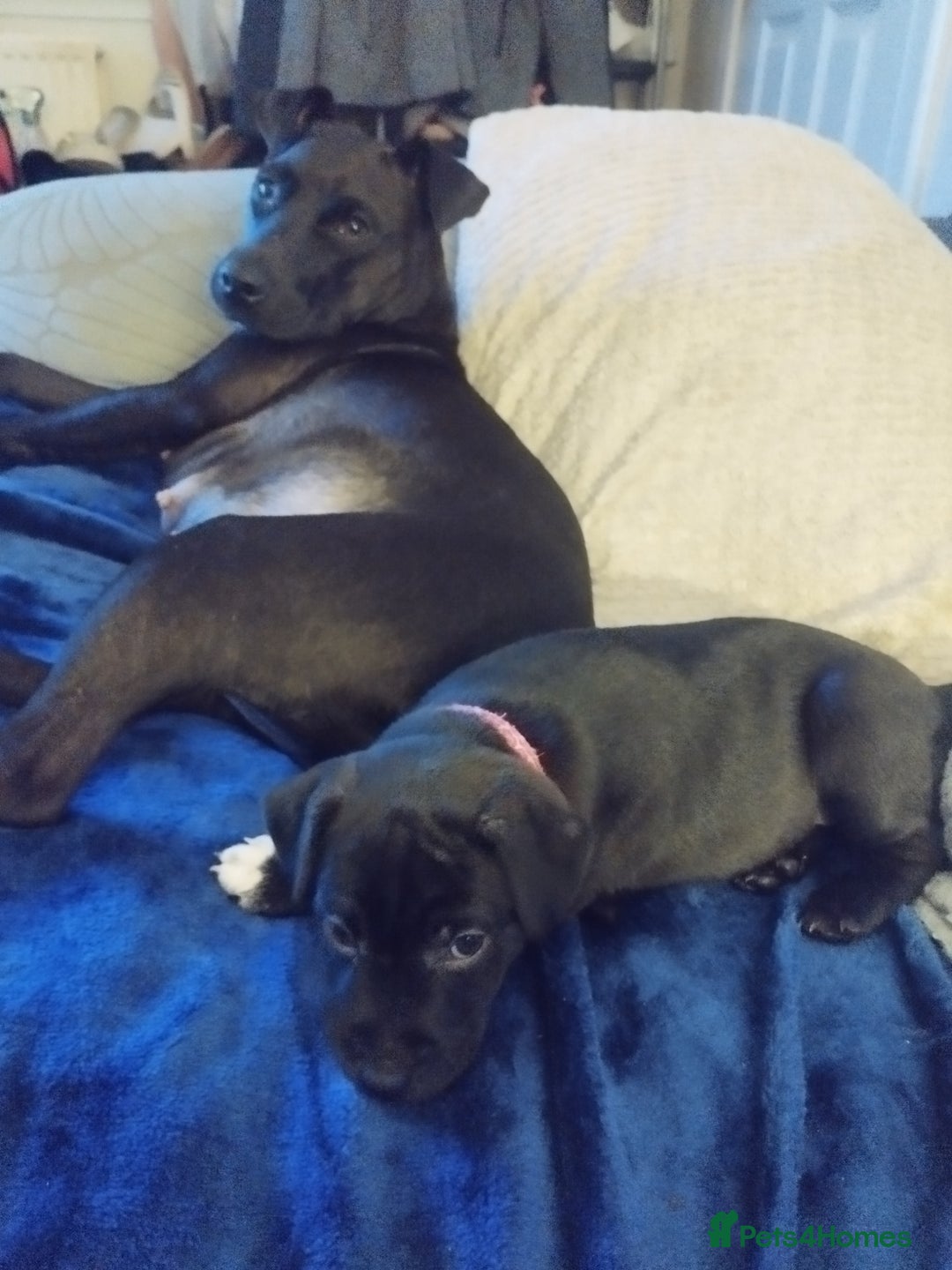 Patterdale Terrier dogs for sale: Patterdale Pups For Sale - Advert 7