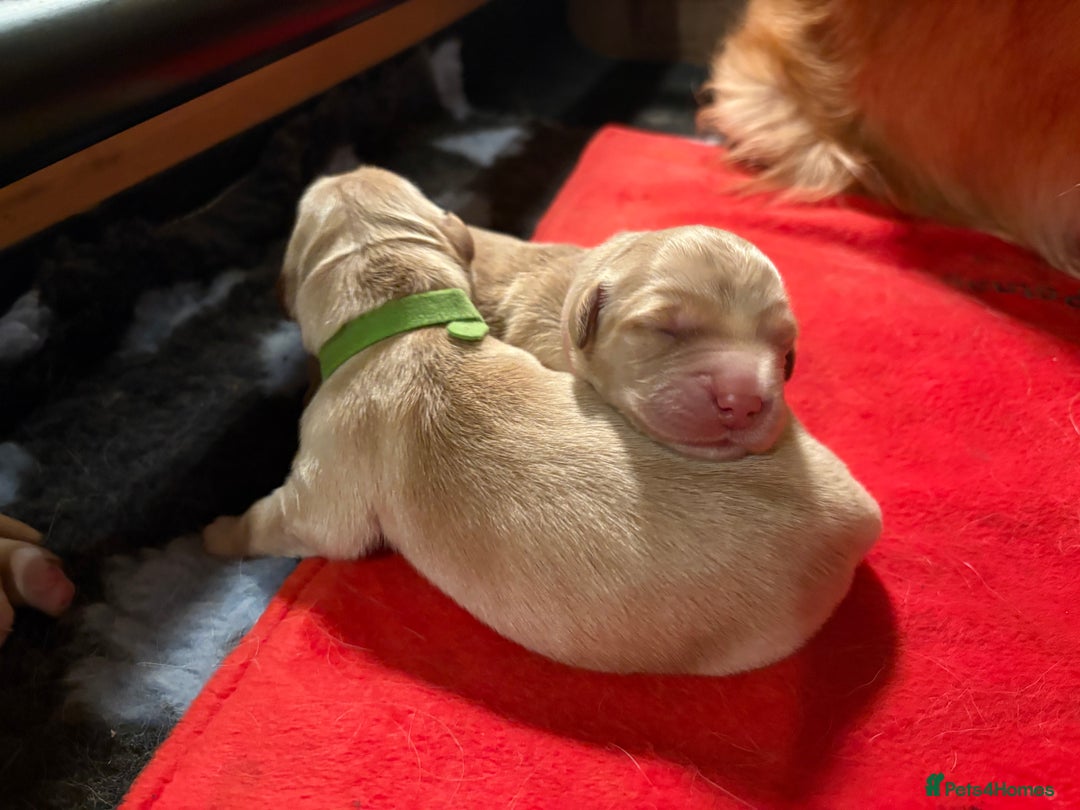 Golden Retriever dogs for sale: 1 female Golden Retriever Pup left for sale🥰🏡 - Advert 13