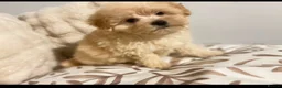 Maltipoo dogs for sale:     🤍🐾 Our F1 Asian Maltipoo Puppies🤍🐾 - Advert 3