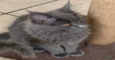 Maine Coon cats - Advert 5