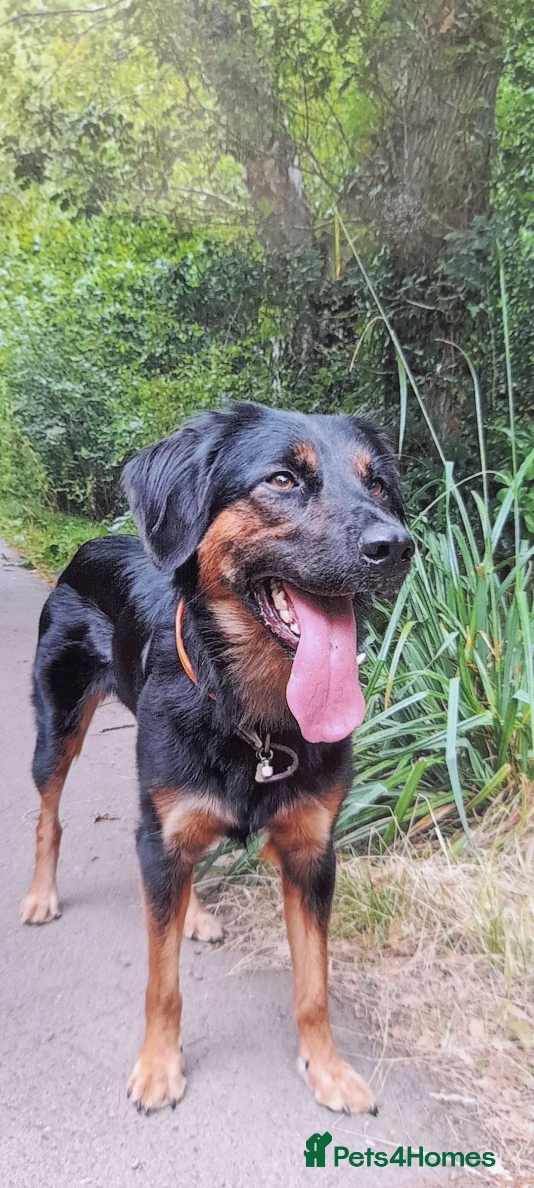 Mixed Breed dogs for sale: 10 Beautiful Huntadoodles in Southampton - Advert 13