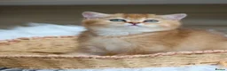 British Shorthair cats for sale: Ready Now Stunning Golden Girl British Shorthair - Advert 6