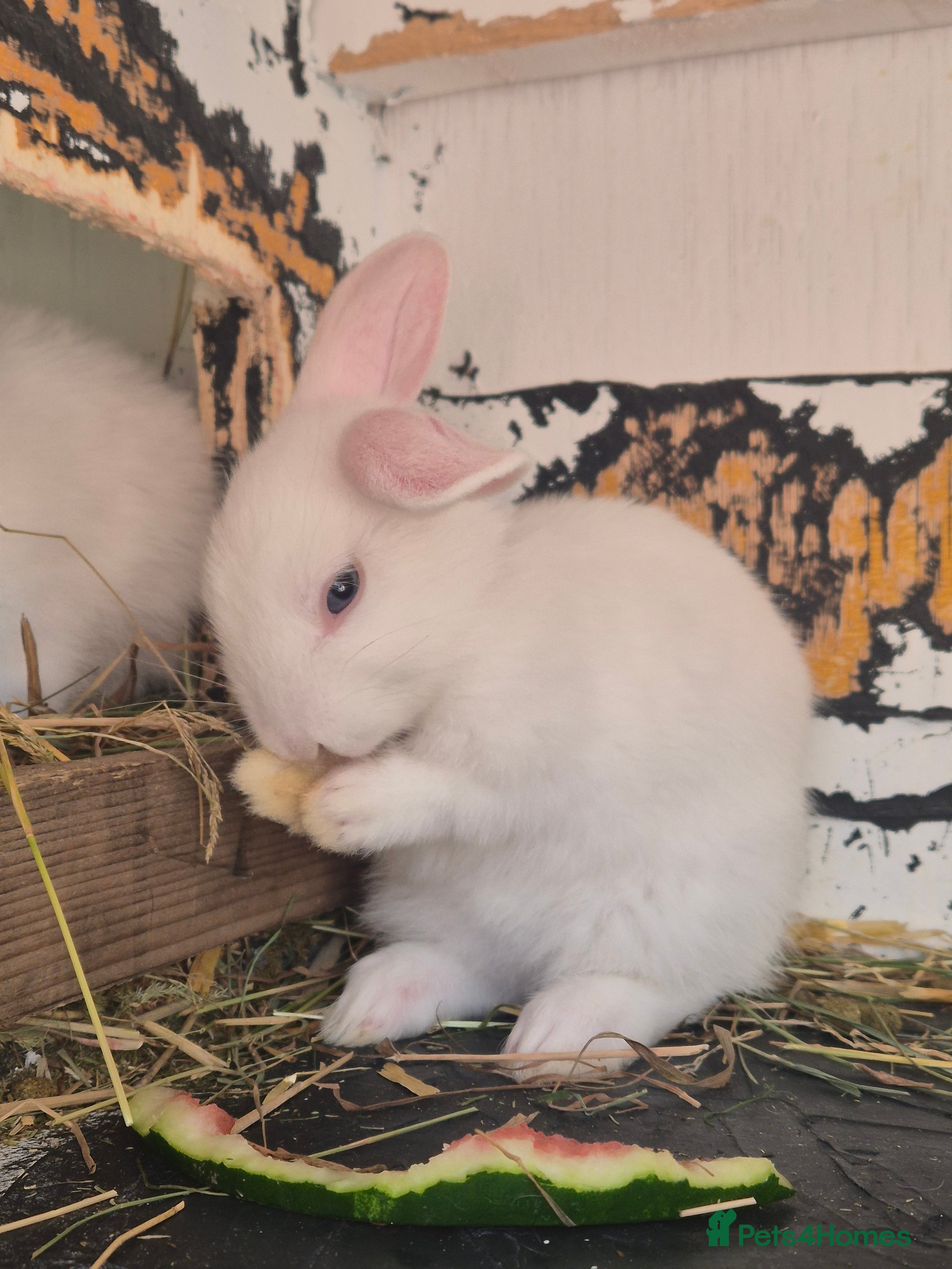 Mixed Breed rabbits 5 little rabbits, mixed with dwarf  - Advert 1