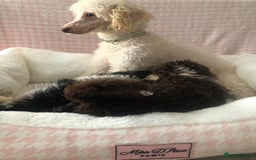 Miniature Poodle dogs for sale: ❤️🐶beautiful Merle miniature poodles girls🐶❤️ - Image 12