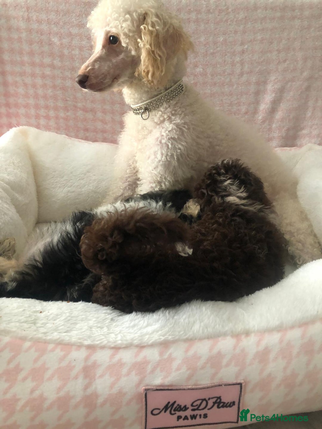 Miniature Poodle dogs for sale: ❤️🐶beautiful Merle miniature poodles girls🐶❤️ - Image 12