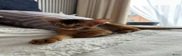 Abyssinian cats for sale: Only 1 Girl available 🎀 - Advert 5