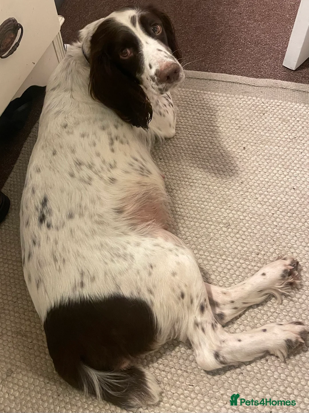 English Springer Spaniel dogs for sale: KC Working Line Springer Litter   - Advert 17