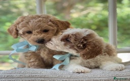 Mixed Breed dogs for sale: Teddy bear puppies - Image 7
