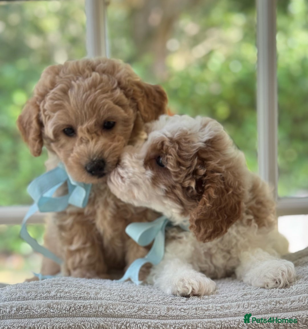 Mixed Breed dogs for sale: Teddy bear puppies - Image 7