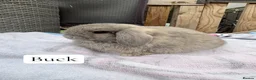 Mini Lop rabbits for sale: Beautiful lop eared babies  - Advert 7