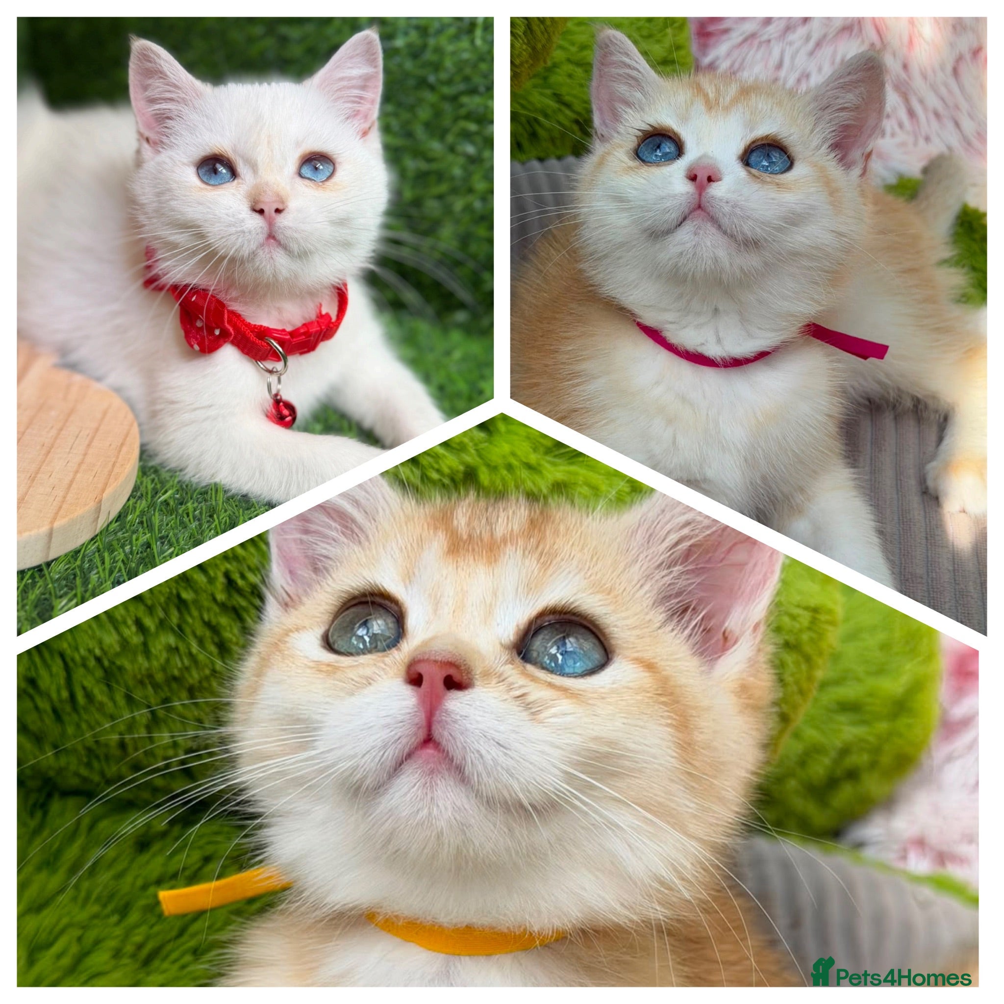 British Shorthair cats Unique British shorthair golden kittens  - Advert 13